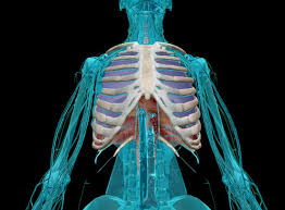 Image result for Chest Trauma