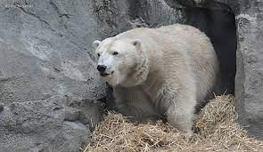 It is believed this occurs on a very limited basis though. No Cubs For Anana Zoo S Polar Bear Is Not Pregnant Wvxu