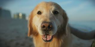 Maybe you would like to learn more about one of these? A Lucky Dog Fights Cancer In Weathertech S Super Bowl Ad