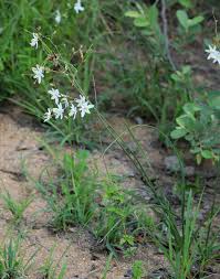Image result for Chlorophytum galpinii