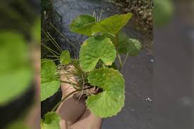 7 Tumbuhan Liar Sekitar Rumah Yang Bisa Dijadikan Obat Merahputih