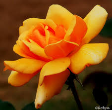 Maybe you would like to learn more about one of these? Yellow Rose Symbols Of Friendship And Caring A Yellow Ro Flickr
