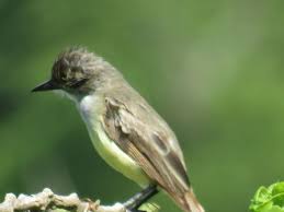 Birds Of Eastern Pa Bird Photos Birding Sites Bird Information Brown Crested Flycatcher Route 922 Begaces To Pa Flycatcher Bird Photo National Parks