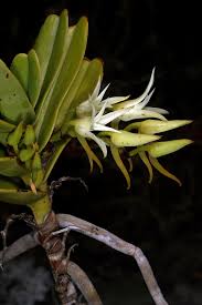 Image result for Cyrtorchis arcuata