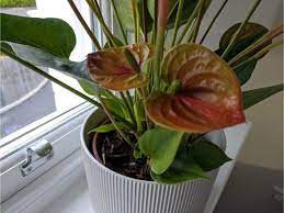 Anthurium Not Flowering 7 Ways To Make It Bloom Anthurium Smart Garden Garden Guide