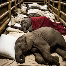 Orphaned elephants find comfort and care