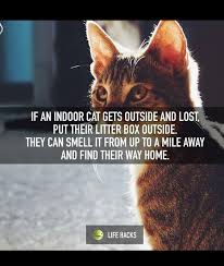 Many people let their cats outdoors, often with misplaced good intentions. Leave Piles Of Dry Food In A 3 4 Block Carson Cats Rescue Facebook