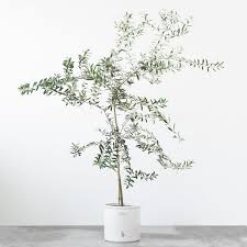 Live Olive Tree In 2020 Potted Olive Tree Indoor Olive Tree Faux Olive Tree
