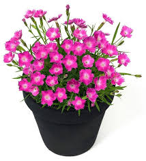 We offer a beautiful selection of flower hanging baskets, annuals, perennial, tropicals, house plants, herbs, vegetables, a large selection of landscape shrubs and ornamental trees. Westport Winery Garden Resort Bloomers In The Nursery