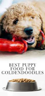 Best rated dog food for goldendoodles reviewed. Best Puppy Food For Goldendoodles So He Grows Up Big And Strong