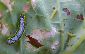 For best results, spray b.t. Controlling Caterpillars In Vegetable Gardens North Carolina Cooperative Extension