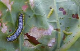 No one method works in isolation. Controlling Caterpillars In Vegetable Gardens North Carolina Cooperative Extension
