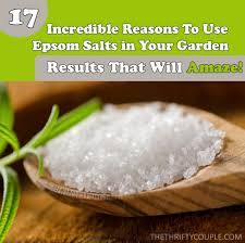 How to use epsom salt in your vegetable garden. 17 Incredible Reasons To Use Epsom Salt In The Garden For Results That Will Amaze Plus The Methods Of Proper Application The Thrifty Couple