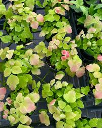 Image result for Chlorophytum macrophyllum