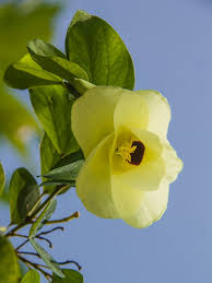 Image result for Bauhinia tomentosa