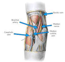 The superficial veins of the cubital fossa were detected and classified into four types according to the presence of the median cubital vein (mcv) or median antebrachial vein. Cubital Fossa Borders Contents Veins Geeky Medics