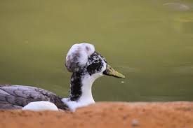 What type of hummingbird are these? I numbered them for ID help. Arizona  November 2024