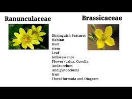 Image result for Ranunculaceae