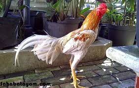 We did not find results for: Ciri Ciri Dan Pukulan Mematikan Dari Ayam Bangkok Blorok Madu Toko Online Perlengkapan Ayam Laga Ayam Bangkok Ayam Petarung Ayam Aduan Ayam Filipin