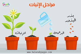 رسم دورة حياة النبات مراحل نمو النباتات بالصور انفوجرافيك بالعربي نتعلم In 2020 Plants Planter Pots Herbs