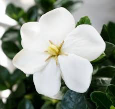Image result for Gardenia
