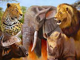 Big Five South Africa Animals Africa Wildlife Africa