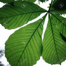 Children have been poisoned by drinking a tea made from the leaves and twigs, or from eating the seeds. Horse Chestnut Tree Leaf Aged Photo Leaves Of A Chestnut Retro Filter Photo Horse Chestnut Or Conker Tree Aesculus Hippocastanum Leaves Vintage Effect Image Stock Photo Picture And Royalty Free Image Image 53916541