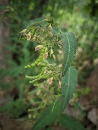 Image result for Aeschynomene uniflora