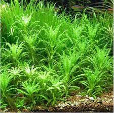 Image result for Pogostemon aquaticus