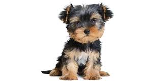 At alabama toys & teacups, our puppies for sale are known for their great health, temperament and beauty. Find Vetted Breeders With Puppies For Sale In Alabama