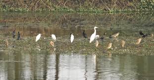 হুমকির মুখে জলাভূমি – বাংলাদেশের হারিয়ে যাওয়া হাওর ও বিল রক্ষার উদ্যোগ