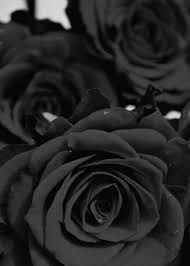 Last Thule Black Rose Black Flowers Shades Of Black