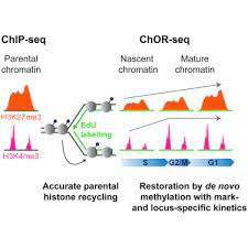 The distributions of two of the histone modifications (h3k4me3 and h3k9ac) Accurate Recycling Of Parental Histones Reproduces The Histone Modification Landscape During Dna Replication Sciencedirect