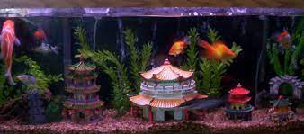 Either way creating an asian fish tank ecosystem is perfect for those who love eastern philosophy and. Photo 3 Asian Koi Fancy Goldfish Blue Channel Catfish