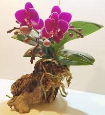 Can Orchid Air Roots Be Trimmed Smart Garden Guide Smart Garden Orchids Garden Guide