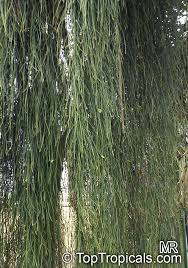 Image result for Maerua