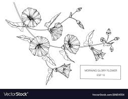 Morning Glory Flower Drawing Vector Image On Vectorstock Morning Glory Flowers Flower Drawing Morning Glory Tattoo Flower garden banner with morning glory, poppy watercolor illustration. pinterest