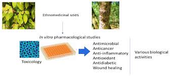 Image result for Priva curtisiae