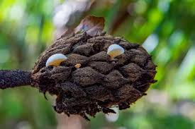 Image result for Strobilurus conigenoides