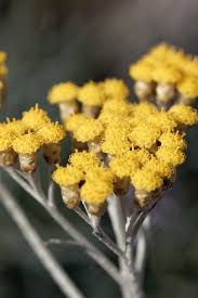 Image result for Helichrysum keilii