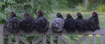 We did not find results for: 7 Chicken Breeds With Feathered Feet