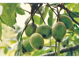 We have a large selection of northwest native plants, ornamental, and useful landscape trees. Products Oikos Tree Crops