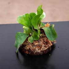 Image result for Platycerium elephantotis