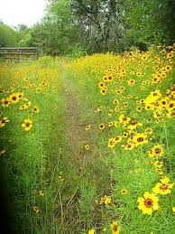 Coreopsis Wild Flowers Beautiful Gardens Beautiful Flowers