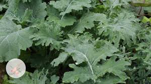 Maybe you would like to learn more about one of these? Harvesting And Freezing Kale Kitchen Garden Youtube