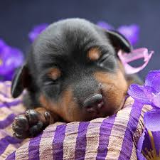 Our doberman puppies were born on may 15, 2021. 1 Doberman Puppies For Sale In Chicago Il Uptown
