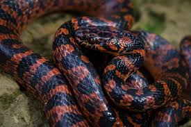 Image result for Coelorachis lepidura