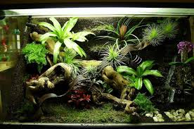 Terrarium In Singapore Prince S Landscape Construction 700x465 120kb Http Princelandscape Com Product T Vivarium Garden Terrarium Whites Tree Frog