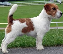 Broken Jack Russell Dogs Jack Russell Jack Russell Terrier