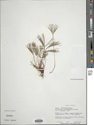 Image result for Actiniopteris semiflabellata